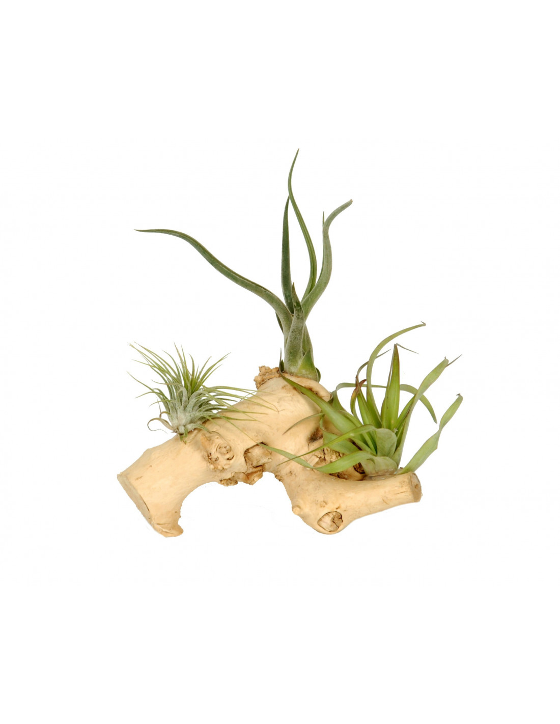 Tak met daarop 3 luchtplantjes houten accessoires en meer