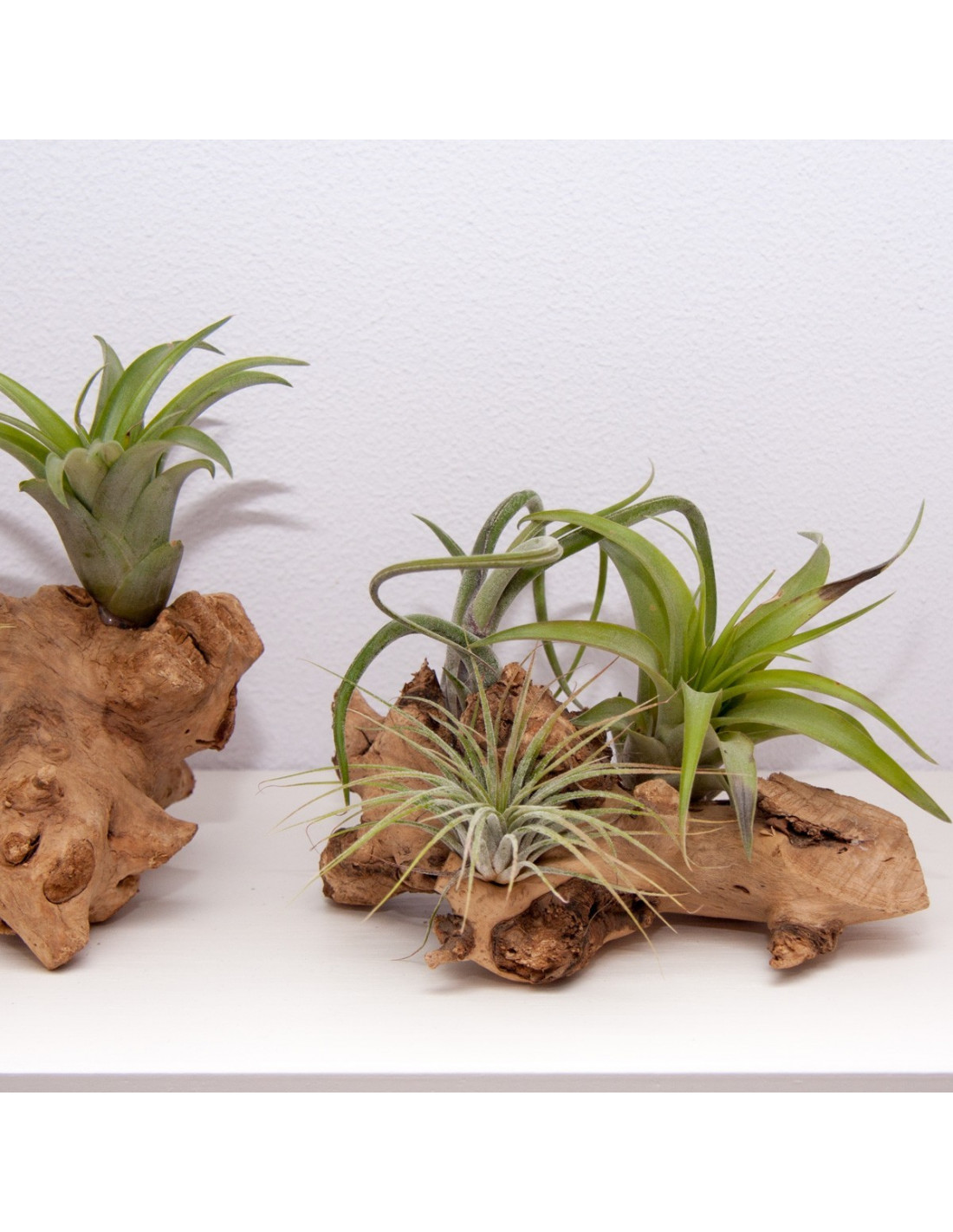 Tak met daarop 3 luchtplantjes houten accessoires en meer