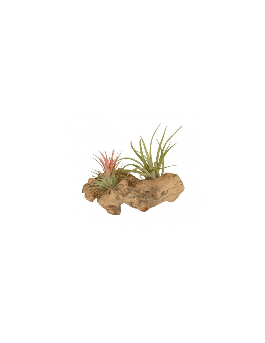 Tak met daarop 2 luchtplantjes houten accessoires en meer