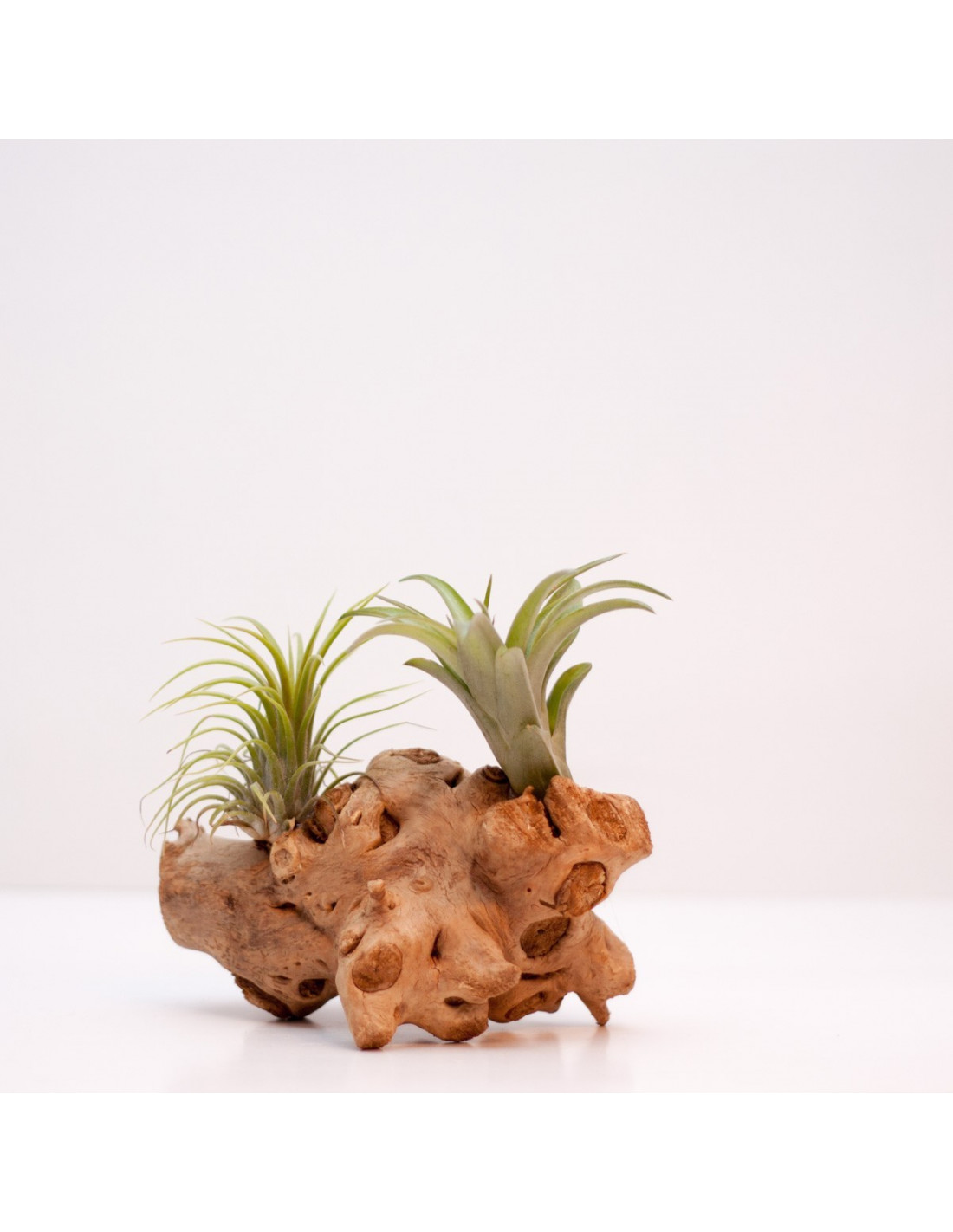 Tak met daarop 2 luchtplantjes houten accessoires en meer