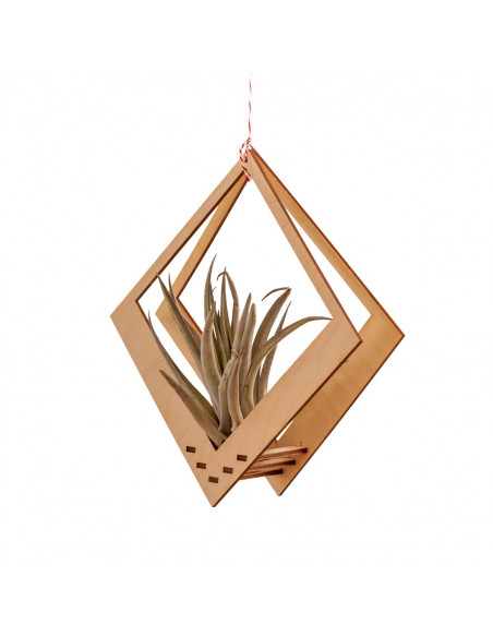 Luchtplantjes hanger vierkant