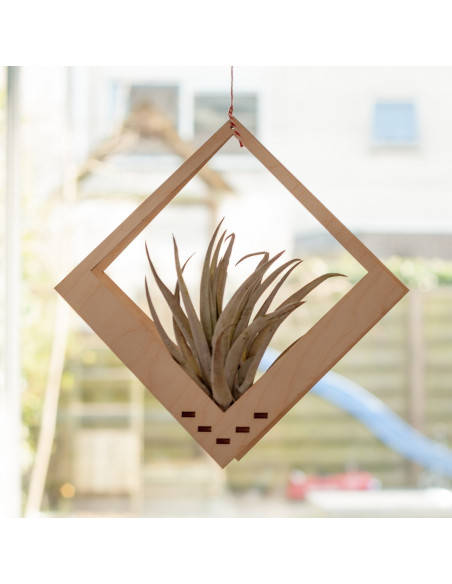 Luchtplantjes hanger vierkant