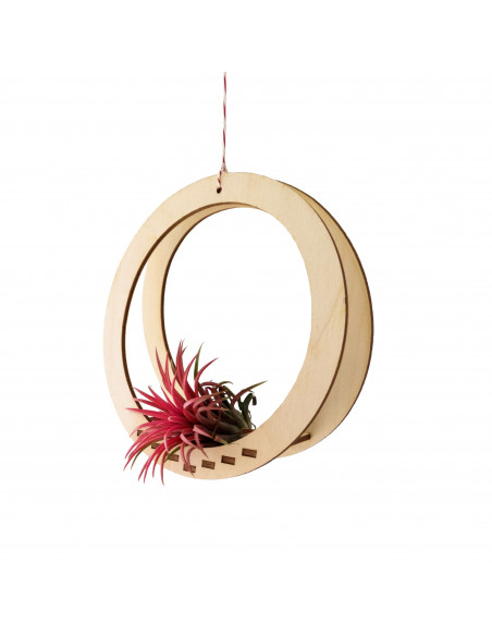 Luchtplantjes hanger rond