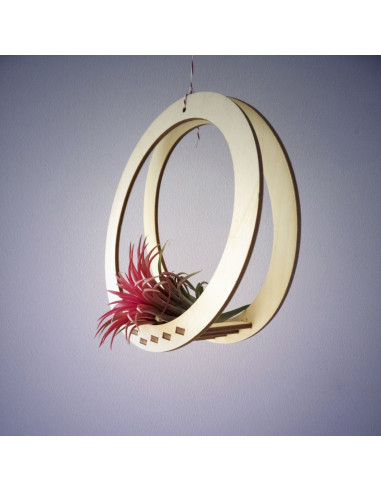 Luchtplantjes hanger rond