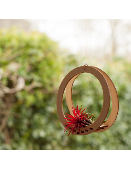 Luchtplantjes hanger rond
