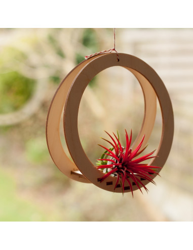 Luchtplantjes hanger rond
