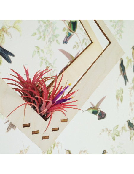 Luchtplantjes hanger vierkant