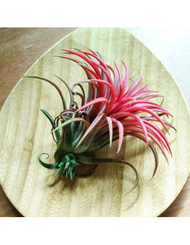 Bamboe bord druppel middel